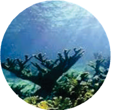 Tarea Vida Arrecifes coralinos